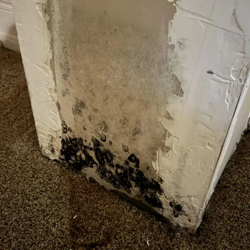Professional Mold Removal in Santa Monica, CA